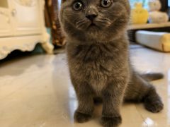 -和它·交个朋友·狗咖猫咖(爱琴海店)