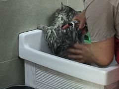-叮叮猫咪生活馆