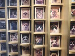 -CAT’S MEWSTAR CAFE·喵星球猫屋(晴湾咖啡店)