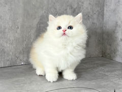 -小猫来了·猫舍(红山六九七九店)