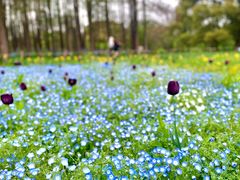 -上海共青森林公园