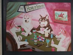 -柴犬高等学院·狗咖·柴犬售卖·宠物训练