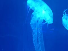 -海合安武汉极地海洋公园
