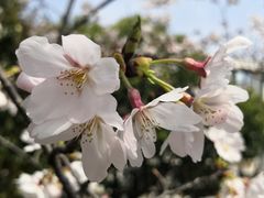 -高东镇樱花园