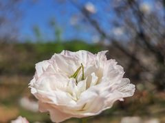 -天适樱花悠乐园