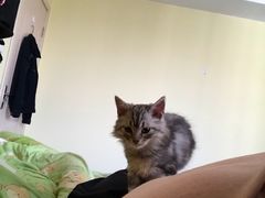 -Bastet sally猫舍购宠(静安店)