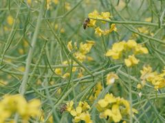 -光明小镇欢乐田园