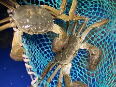 -阳澄湖大闸蟹·琼灵阁牌品牌连锁(吴中总店)