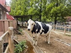 -神户市立六甲山牧场