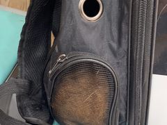 -四月宠物医院·猫专科·心脏专科·内科(转塘店)