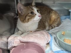 -四月宠物医院·猫专科·心脏专科·内科(转塘店)