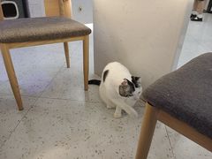-喵园·猫主题咖啡厅·撸猫·猫咖(国贸店)