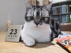 -藏猫猫咖啡主题馆(中央大道店)