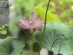 -花锦堂·隐庐