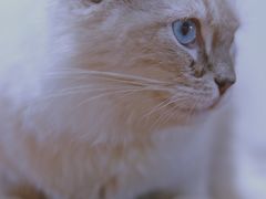 -瞄一喵猫咖(格力海岸店)
