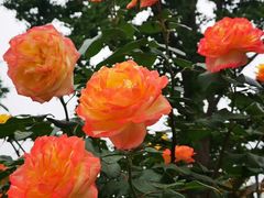 -大兴滨河森林公园