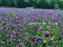 景点-北京东方普罗旺斯薰衣草庄园