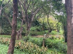 -深圳龙潭公园