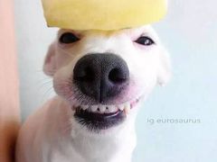 -欢乐牧人蒙古炭烤羊腿(四平路店)