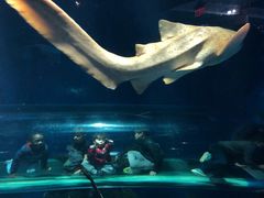 -瑞普利水族馆
