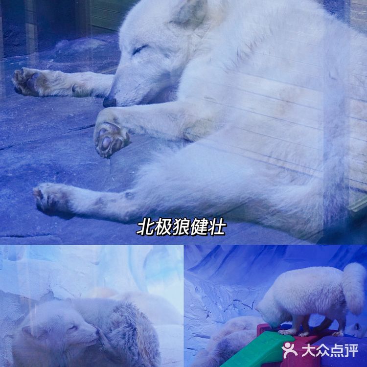 亲子｜成都海昌极地海洋公园不可错过的项目