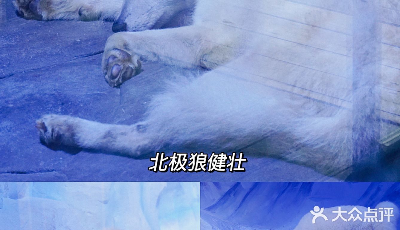 亲子｜成都海昌极地海洋公园不可错过的项目