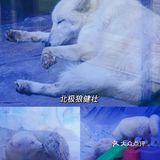 亲子｜成都海昌极地海洋公园不可错过的项目