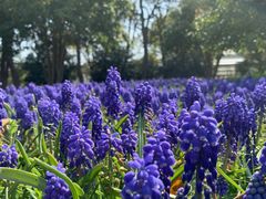 -上海鲜花港