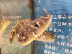 -肆月河豚·淮扬菜·湘菜(华天店)