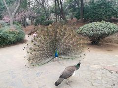 -合肥野生动物园