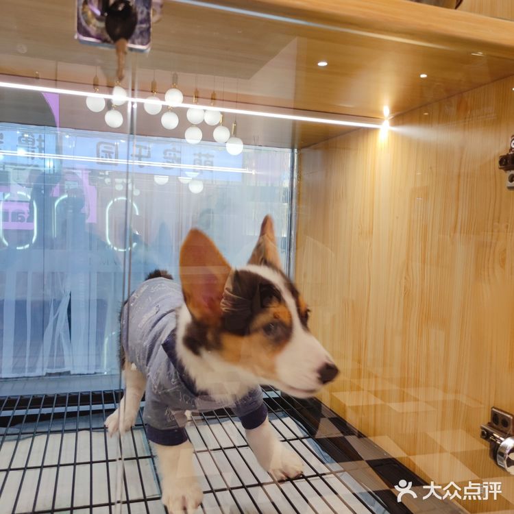 三里屯超火的萌宠店,来和巴拿马水豚亲密接触吧🎀