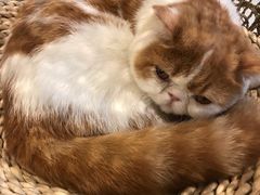 -飞行喵MR PILOT|猫舍·猫咖(静安大融城店)