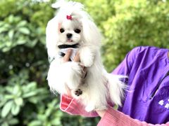 -鑫艺宠物美容培训学校