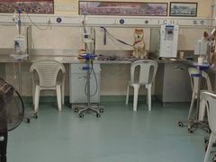 -动物缘宠物医院·骨科·猫科(西二环店)