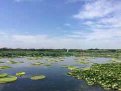 -荷塘月色湿地公园·向阳花洲