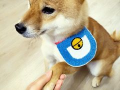 -柴迷FANS CLUB·柴犬狗咖·猫咖