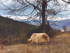 -硗碛藏寨·神木垒景区