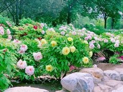 -莲花池公园