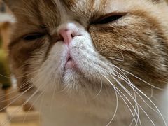-滚猫咖啡·猫咖·猫友好撸猫(未来城店)