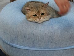 -柴迷FANS CLUB·柴犬狗咖·猫咖