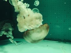 -厦门海底世界