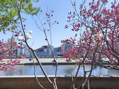 -桃花堤公园