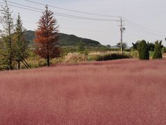 -羊亭河湿地公园