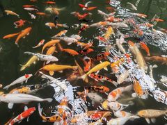 -南宫五洲植物乐园