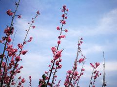 -石塘人家