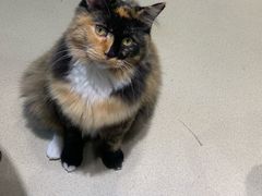 -藏猫猫咖啡主题馆(中央大道店)