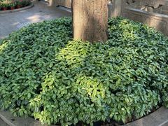 -西园寺素食(西园弄戒幢律寺店)