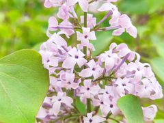 -海棠花溪(元大都城垣遗址公园)