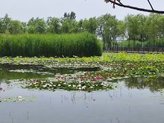 -绿堤公园
