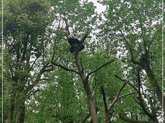 -都江堰中华大熊猫苑